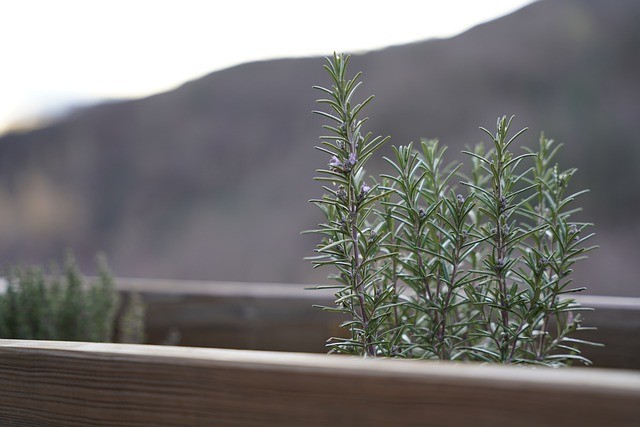 Romarin en pot : Ou planter, quand arroser, conseils entretien