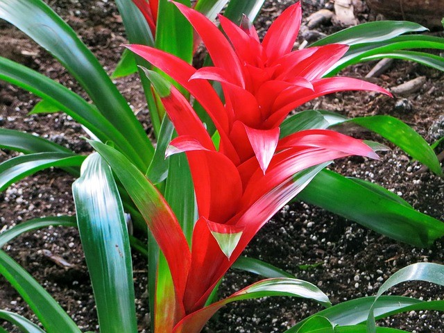 Bromelia entretien : Comment garder un Bromélia ?