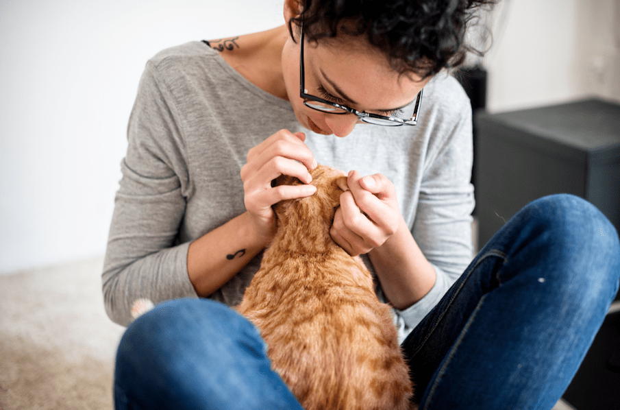 qu'est ce qu'une puce de chat