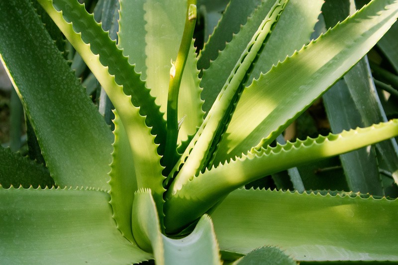 aloe vera pour salle de bain