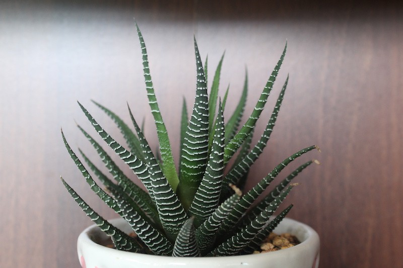 plante salle de bain Haworthia