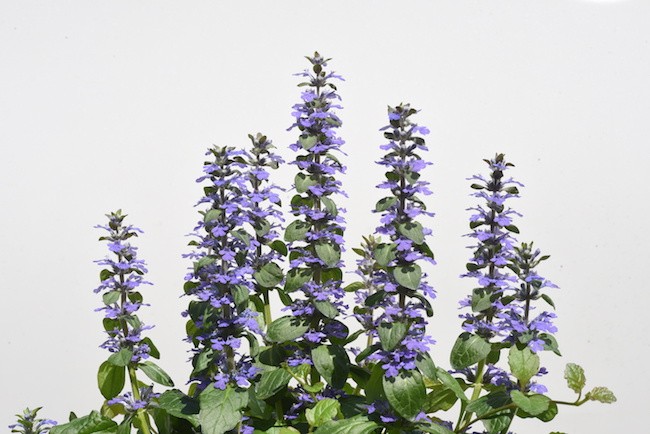 ajuga rampante