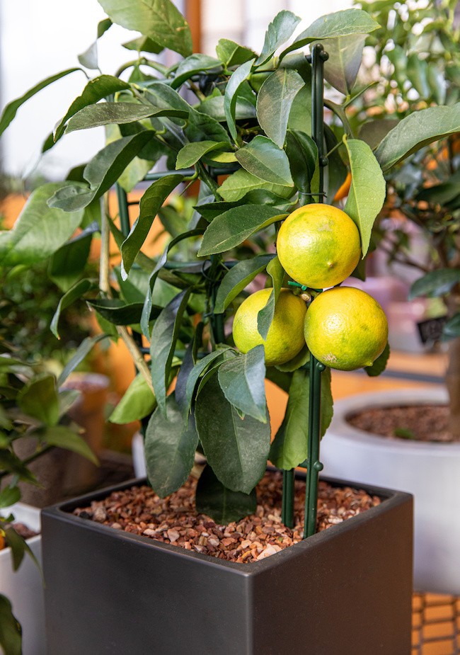 grande jardiniere oranger