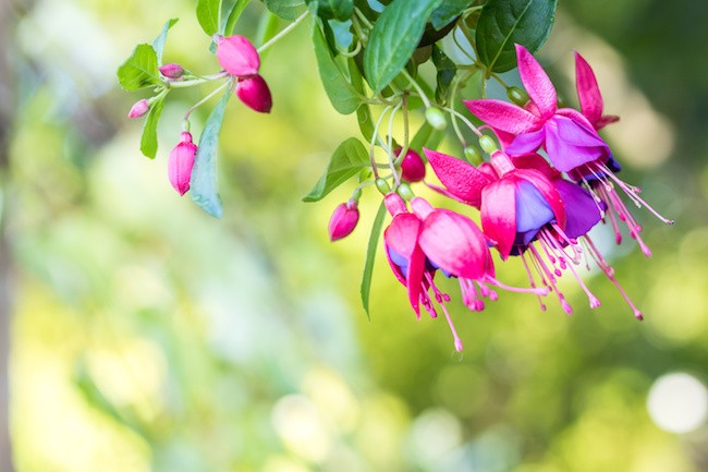 plante fuschia exterieur