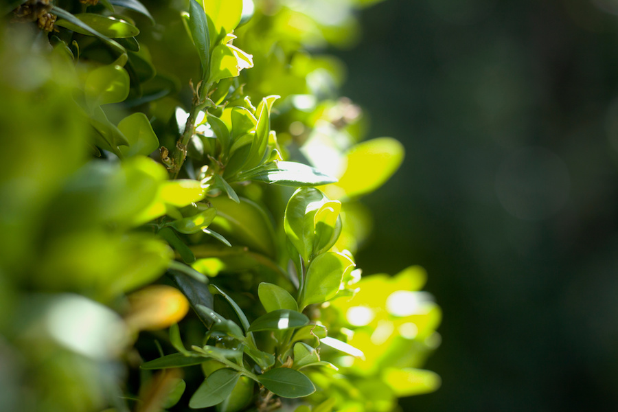Quelle plante pour remplacer le buis ?