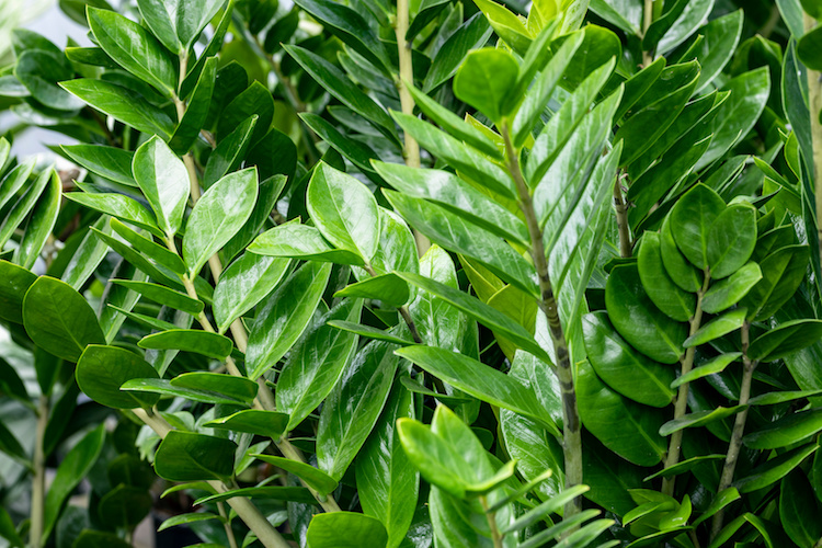 Comment savoir si mon zamioculcas a soif ?