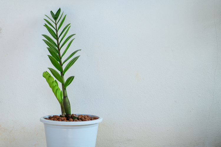 Comment réussir une bouture de zamioculcas ?
