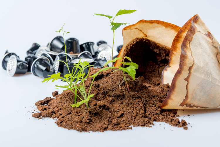 Quelle plante n’aime pas le marc de café ?